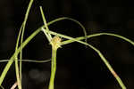 Asian spikesedge